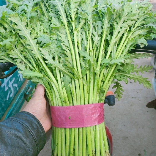 邯郸茼蒿，茼蒿菜，产地货源诚信代办装车发货一条龙