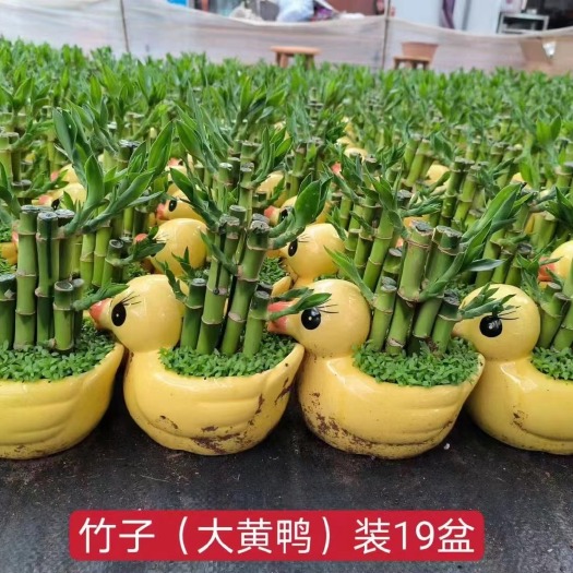 广州节节高富贵竹塔水培水养植物盆栽竹子转运开运竹发财富贵竹宝塔竹