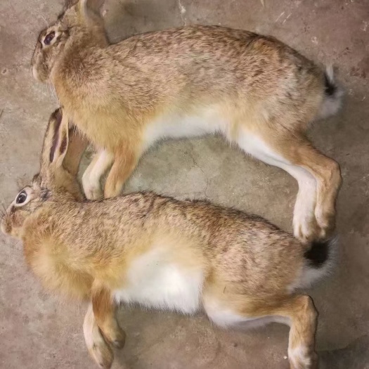 成都兔子
