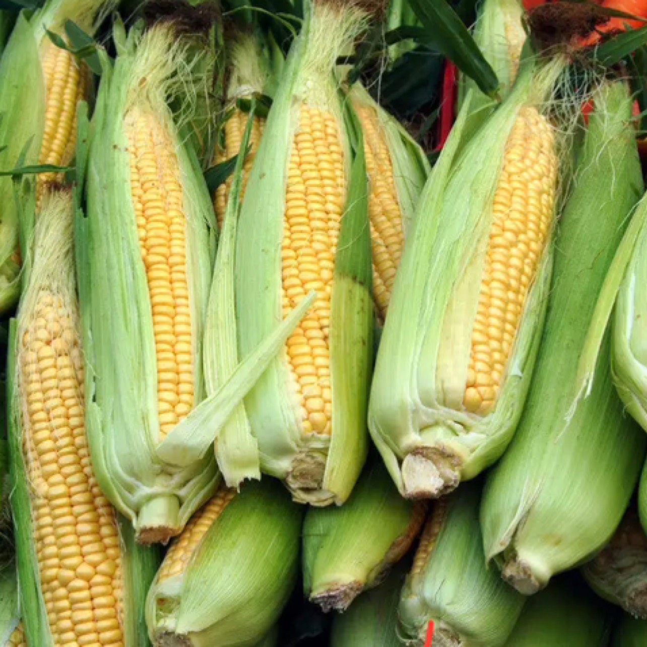 海丰县南方甜玉米，大量现货，支持视频看货，可持续供货，400多亩，