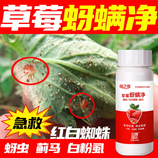 漯河草莓虫害专用杀虫不伤蜂草莓蚜虫红白蜘蛛蓟马虫卵双杀防治结合