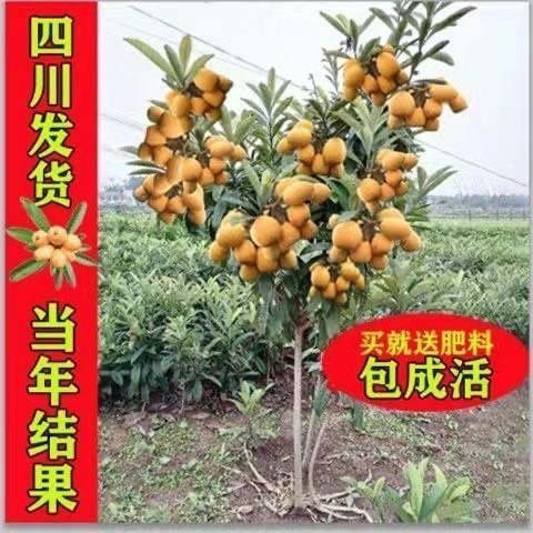 （基地直供）果大核小的大五星枇杷苗