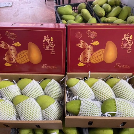 海口金煌芒大量供应一件代发