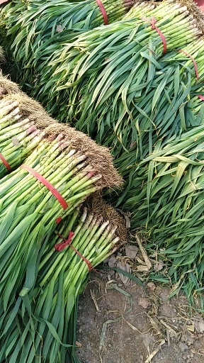 禹州市红根蒜苗