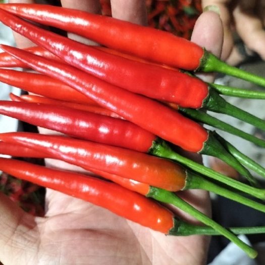 儋州市海南朝天椒 精品辣椒 可按照市场要求装货  有冷库，欢迎合作