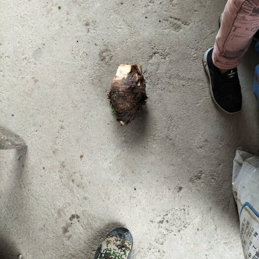 灌阳县芋头
