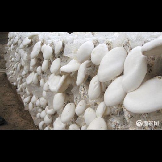 白灵菇菌包现货不多。赶紧订购