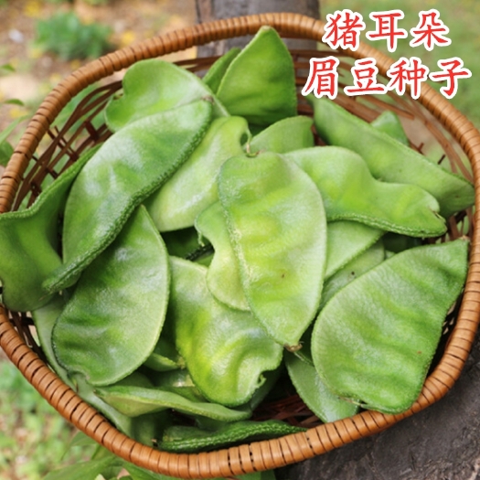 衡阳猪耳朵种子扁豆豆角种绿眉豆种籽