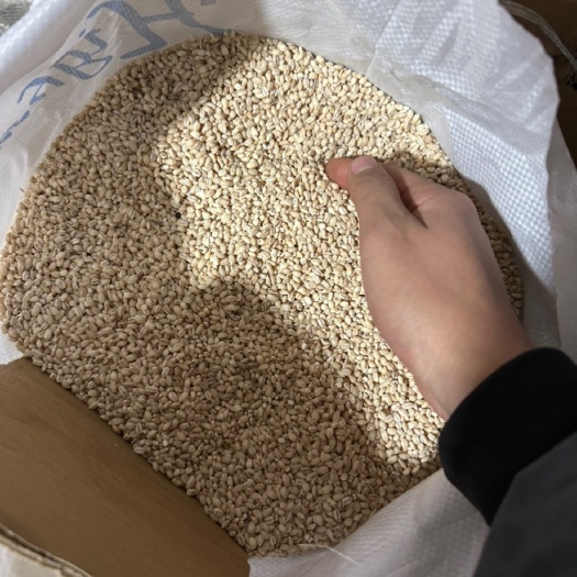 长沙24年磨皮白青稞米50斤大量现货青海粮食去皮青稞米青稞
