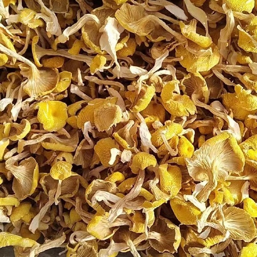 尚志市榆黄蘑烘干头茬