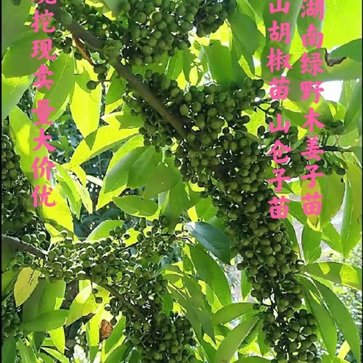 靖州县木姜子苗山胡椒苗优质山苍子苗现货量大价优