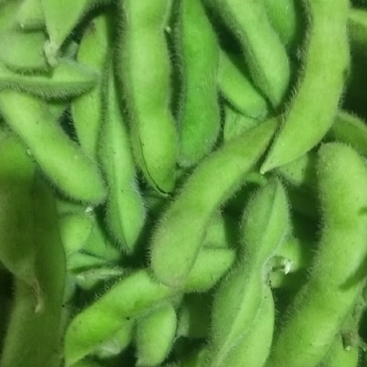 郯城县翠绿宝毛豆_基地直供_货源充足-保证质量