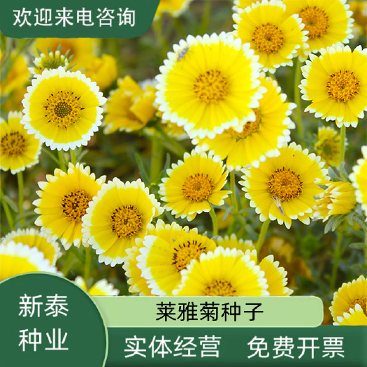 莱雅菊花种子四季开花阳台 室内盆栽易活春秋 室外庭院种花卉籽