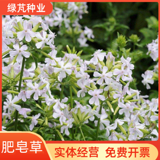 沭阳县肥皂草种子 石碱花种子 多年生花种花籽四季易活景观花海耐寒花