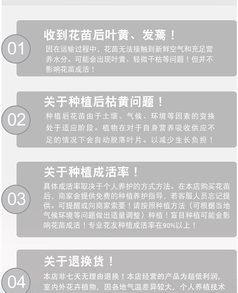 云南月季小苗 品种齐全 绿化工程 庭院