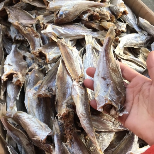 阳江渔民自晒或鱼干  可清蒸 香煎，焖肉