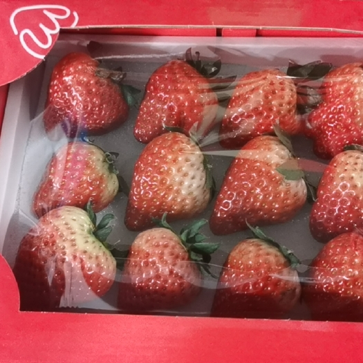 长丰县草莓