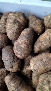 宁强县红天麻