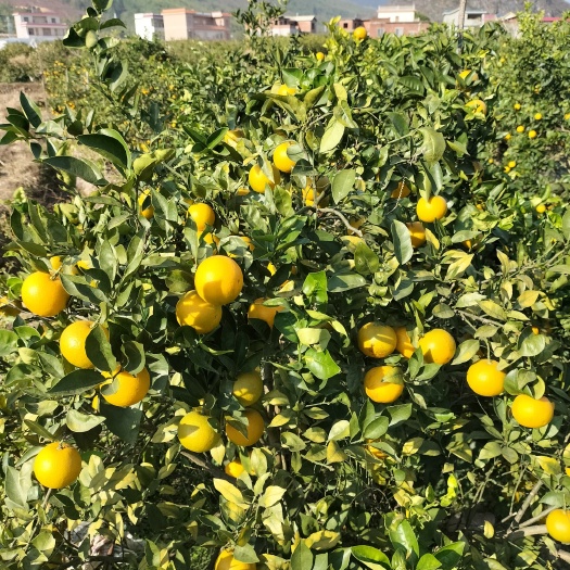 灌阳县冰糖橙