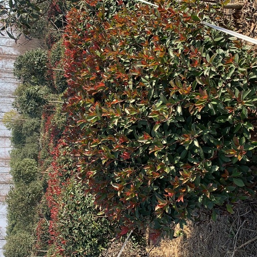 红叶石楠球，蓬径120m-180cm，用心打完与维护
