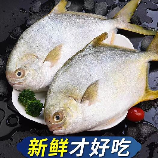 连云港金昌鱼15一斤