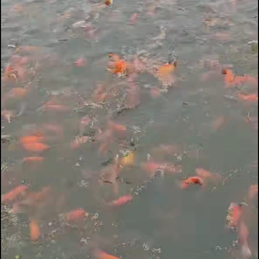 新乡县半斤左右红草鱼，可做鱼种繁育用，色泽好，品相好，病少，