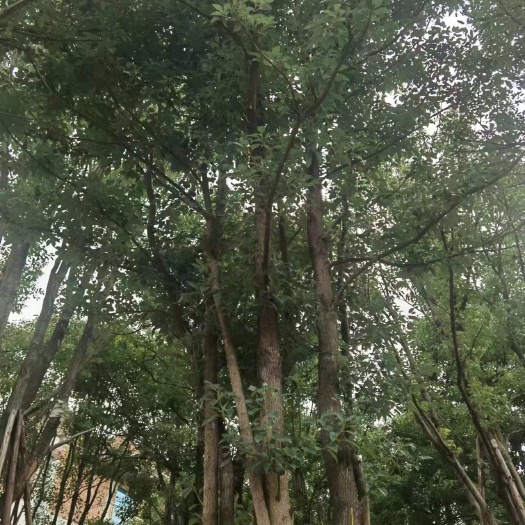 漳浦县多杆香樟