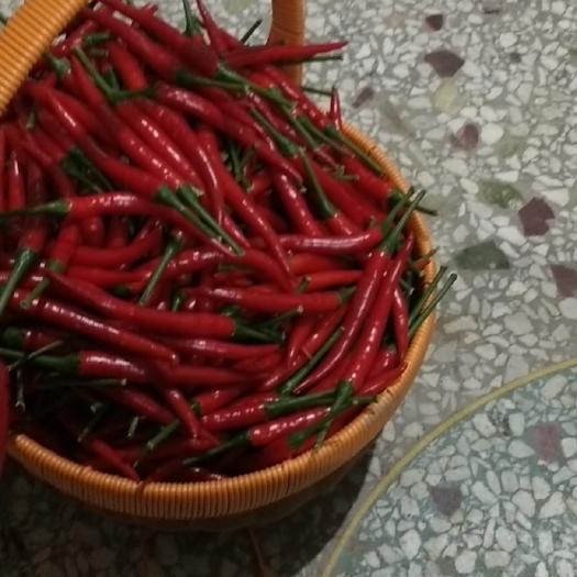 博白县小米椒