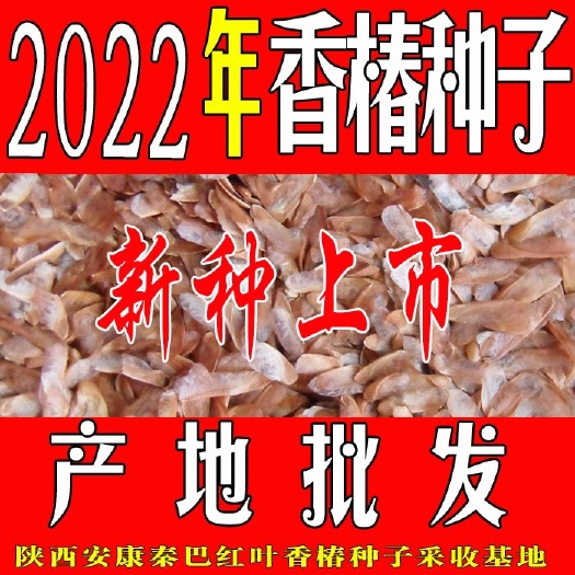 香椿种子 常规种 预包装