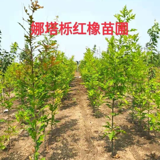 娜塔栎红橡