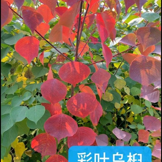 邳州市乌桕 彩叶乌桕