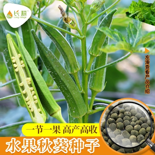 衡阳黄秋葵种子盆栽蔬菜种子