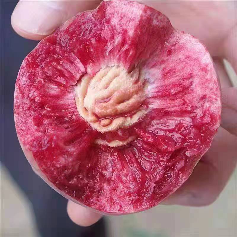 平邑县五月红水密桃嫁接苗基地直销，现挖现发，南北方可种植
