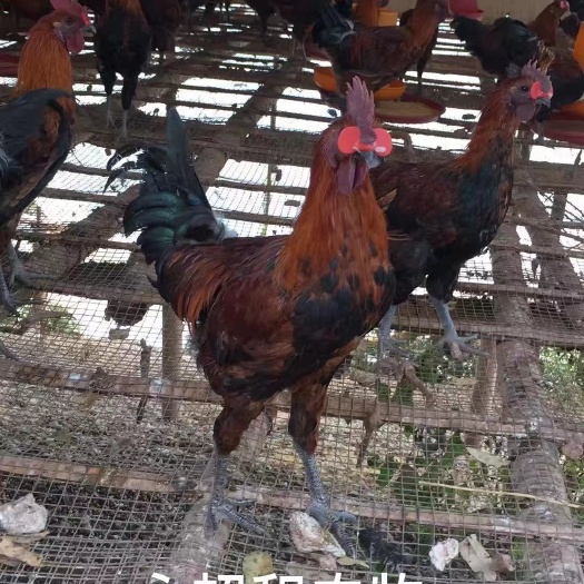 昆明乌鸡苗 云南土乌，乌鸡公苗。诚信经营，假一赔十，疫苗包打。