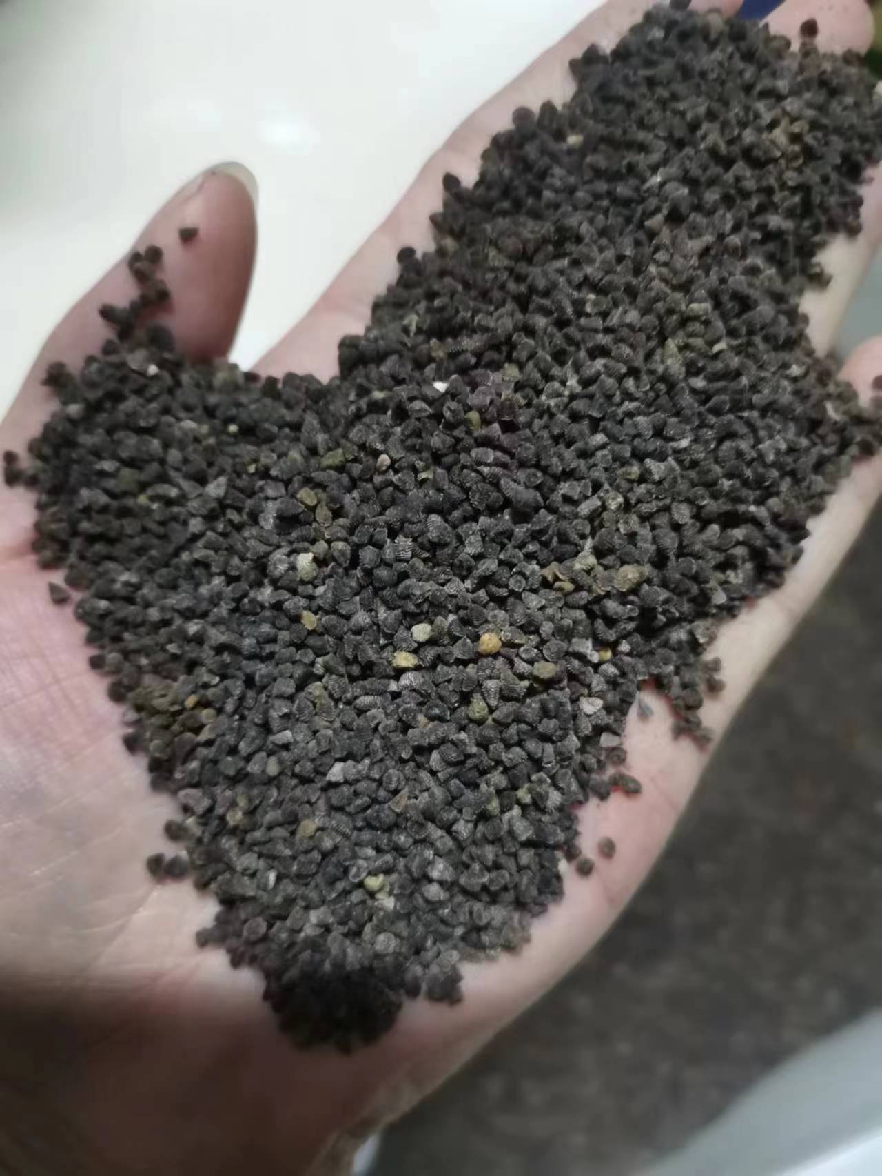 耐寒飞燕草花种子春播庭院室外四季种易活花种籽阳台盆栽绿化种子