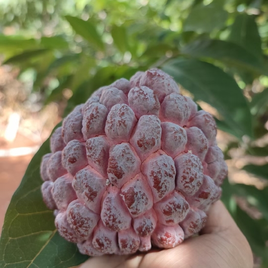 徐闻县玫瑰释迦 红释迦 一级果