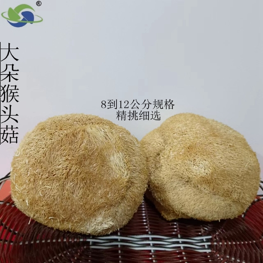 古田县精挑细选猴头菇大朵8到12公分无根无蒂头成品货大量批发