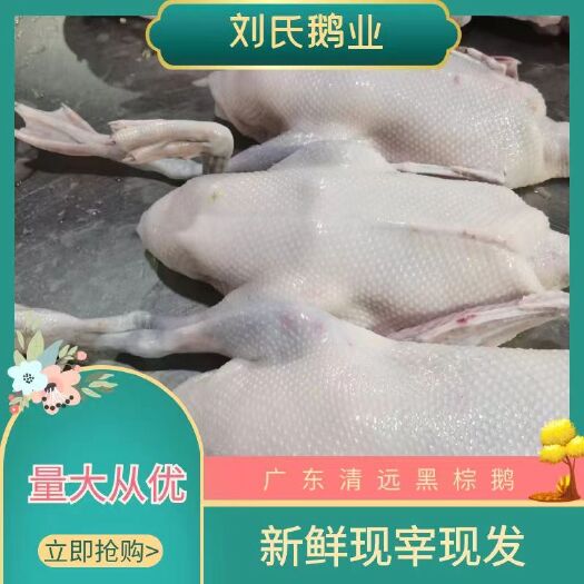 佛山广东清远黑棕鹅 烧腊烧鹅专用 栅鹅 光鹅 现杀现发货量大从优