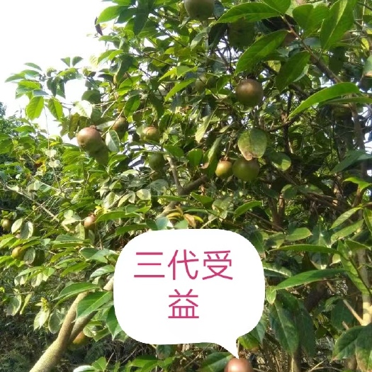 宁乡市大果红花油茶