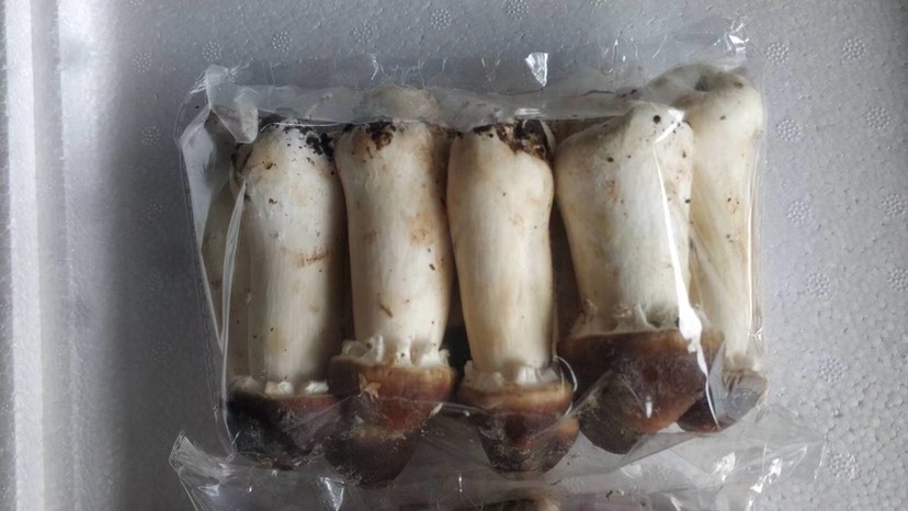 贵港赤松茸