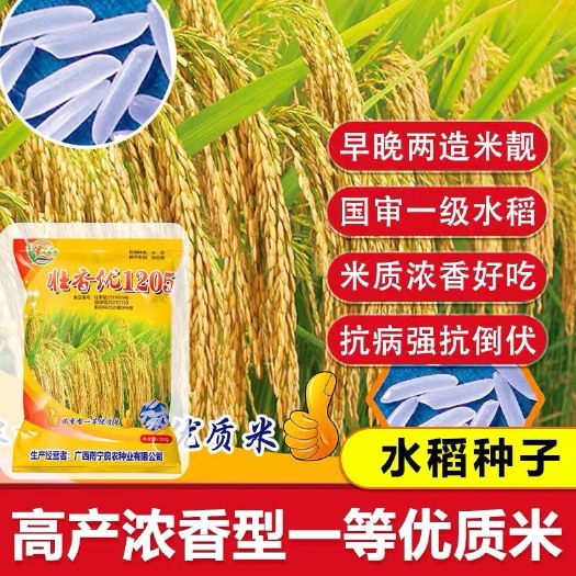 壮香优高杂交丝苗香米水稻种一级长粒香米水稻种子泰国香米种子