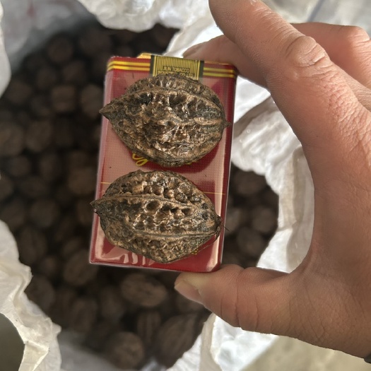 长春东北吉林野生山核桃