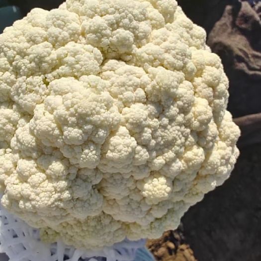 乐亭县河北唐山乐亭菜花，市场货 电商货 加工货大量有货
