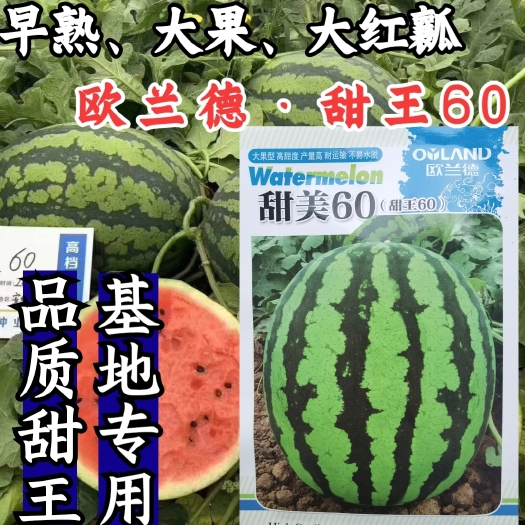 扶沟县西瓜种子 甜美60 大红 糖度14以上 型易座果