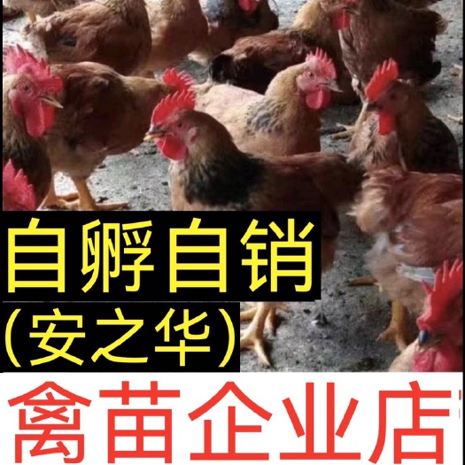 南宁K9鸡苗  【平台优选孵化场】 ，质量有保障