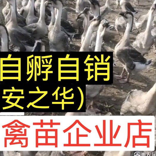 南宁狮头鹅苗  【平台优选孵化场]，质量有保障
