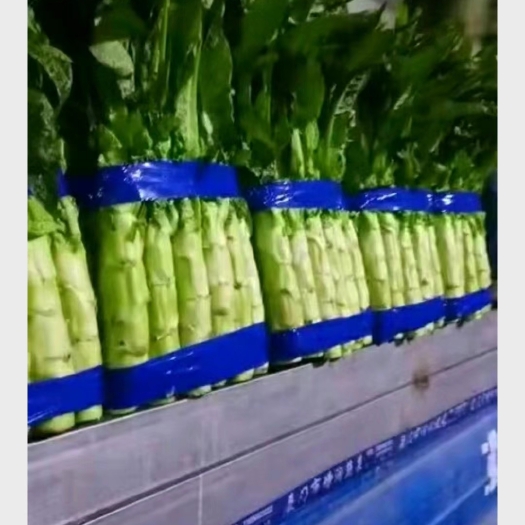 郯城县青叶莴笋-基地直供-货源充足-保证质量
