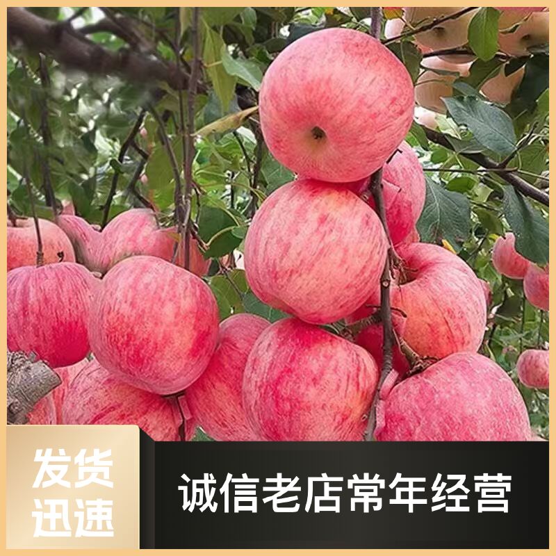 红富士苹果新鲜静宁优质红富士皮薄汁多脆甜优质苹果【坏果包赔】