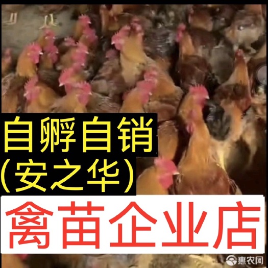 南宁金陵麻鸡苗  青脚麻【平台优选孵化场]，质量有保障