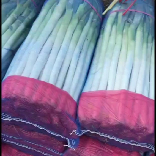 费县钢葱，有需要要的老板联系
